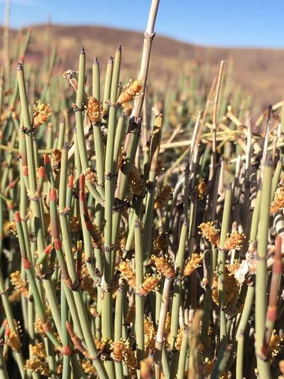 Ephedra breana, photographed by Matt Berger