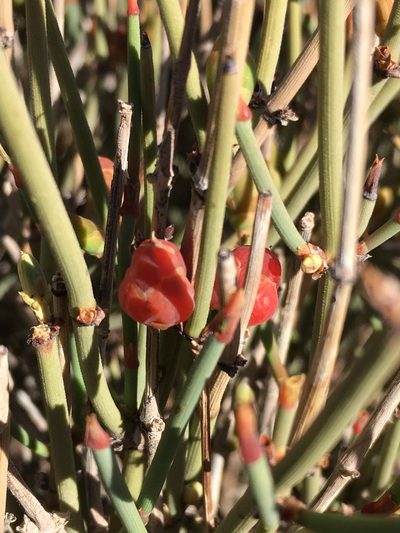 Ephedra breana, photographed by Matt Berger