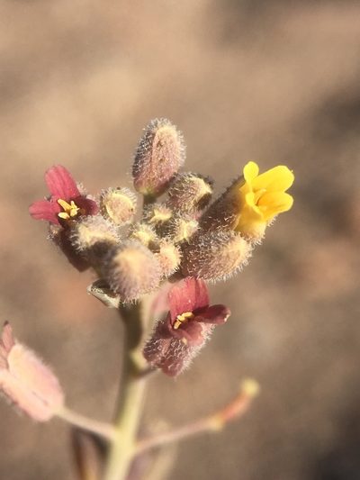 Neuontobotrys tarapacanus, photographed by Matt Berger