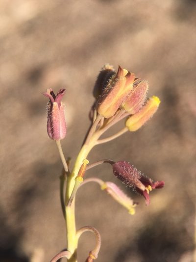 Neuontobotrys tarapacanus, photographed by Matt Berger