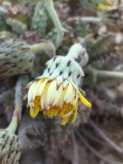 Trichocline caulescens, photographed by Matt Berger