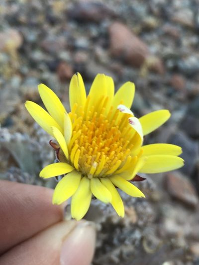 Trichocline caulescens, photographed by Matt Berger