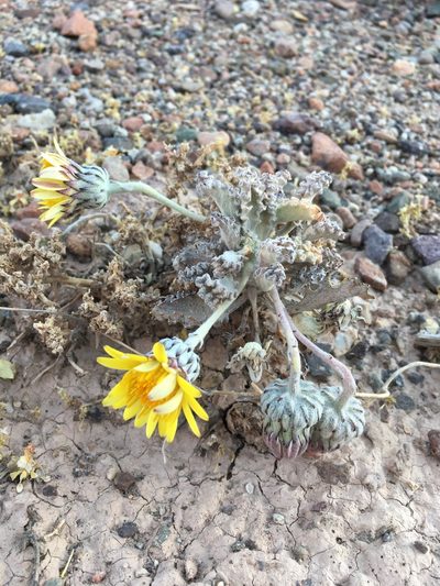 Trichocline caulescens, photographed by Matt Berger