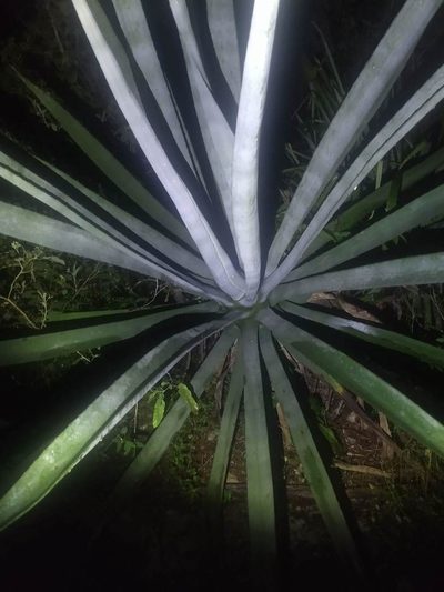Agave fourcroydes, photographed by Leonel Roget