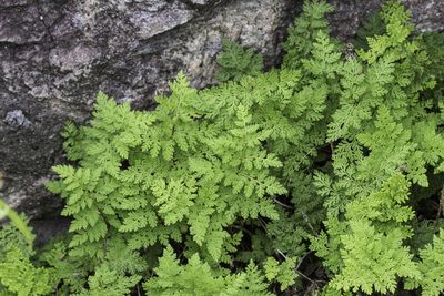 Myriopteris pringlei, photographed by Craig Martin