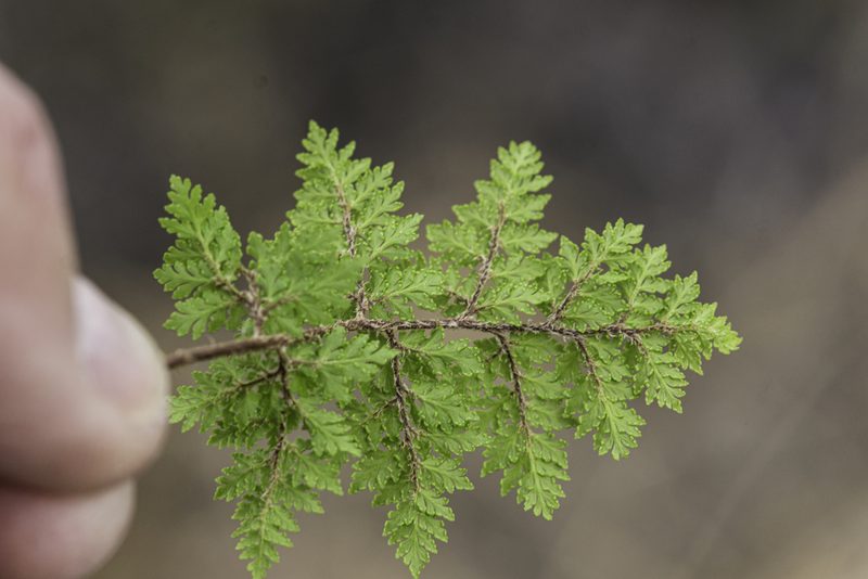 Myriopteris pringlei, photographed by Craig Martin