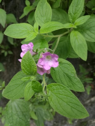 Nama sericea, photographed by Juan Carlos Pérez Magaña