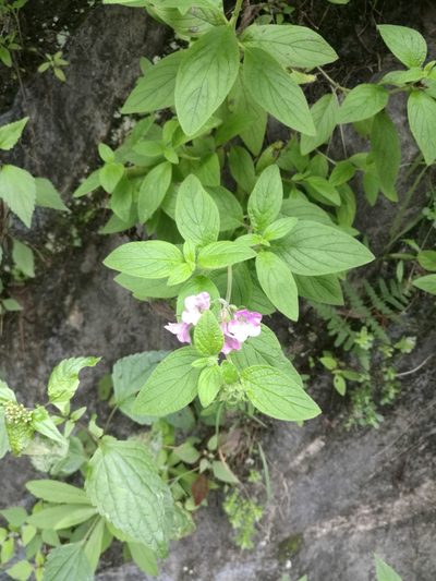 Nama sericea, photographed by Juan Carlos Pérez Magaña