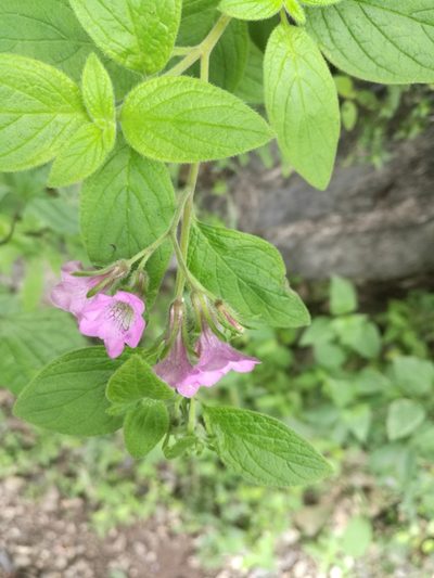 Nama sericea, photographed by Juan Carlos Pérez Magaña