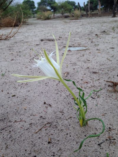 Pancratium tenuifolium, photographed by Robert Taylor