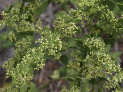 Cryptocarpus pyriformis, photographed by Jim Morefield