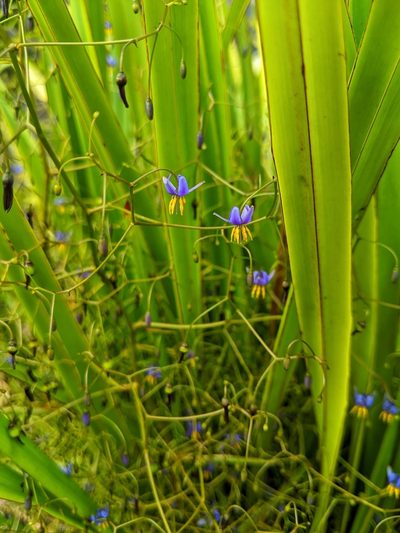 Dianella brevipedunculata, photographed by Nick Swanson