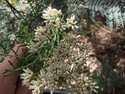 Cassinia aculeata, photographed by Robert White