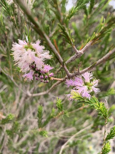 Melaleuca diosmatifolia, photographed by Guy Taseski