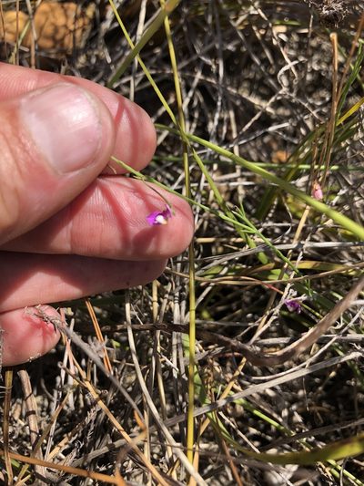 Polygala lehmanniana, photographed by Sean Privett