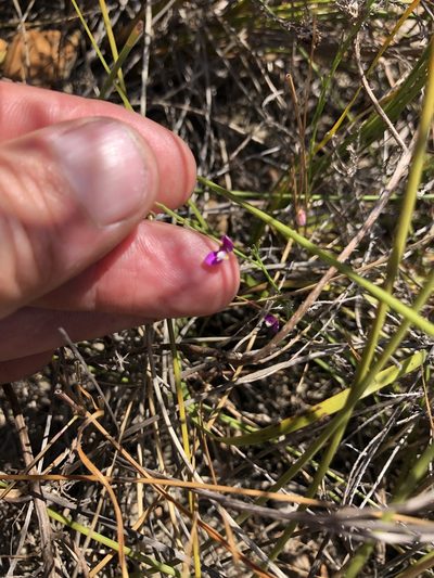 Polygala lehmanniana, photographed by Sean Privett