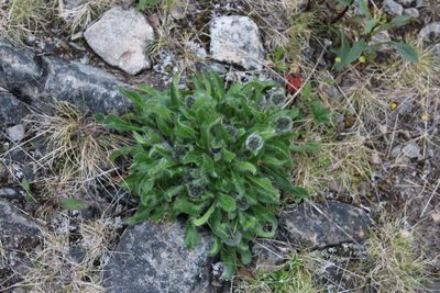 Hieracium alpinum, photographed by Dmitriy Bochkov