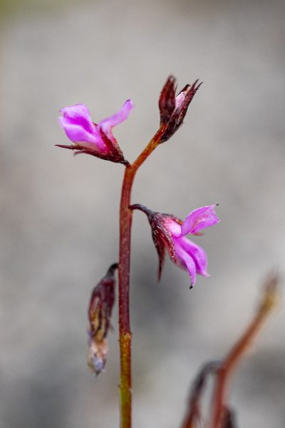 Indigofera guthriei, photographed by magriet b