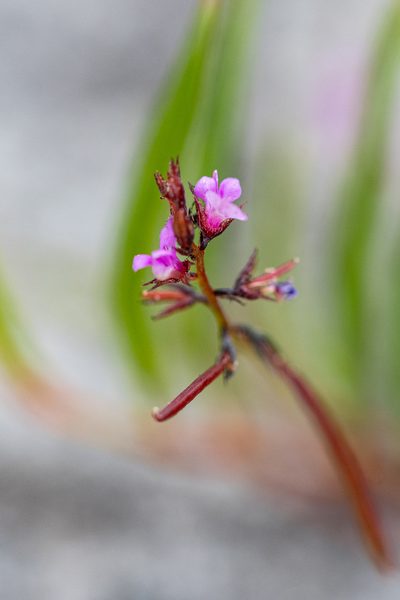 Indigofera guthriei, photographed by magriet b