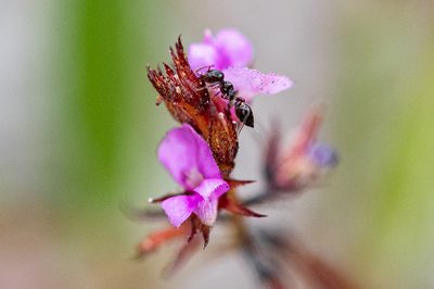 Indigofera guthriei, photographed by magriet b