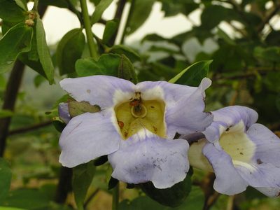 Thunbergia laurifolia, photographed by Nasser Halaweh