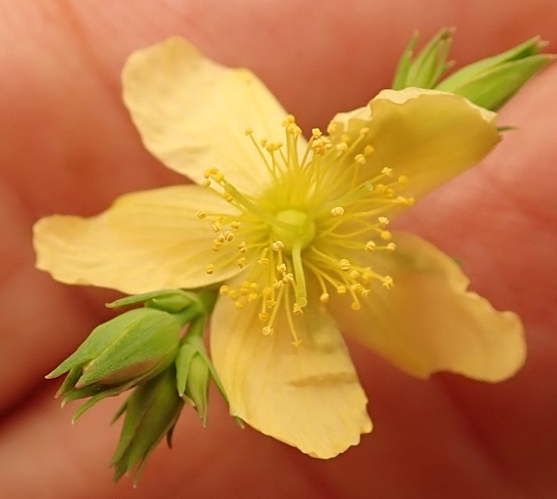Hypericum lalandii, photographed by Peter Warren