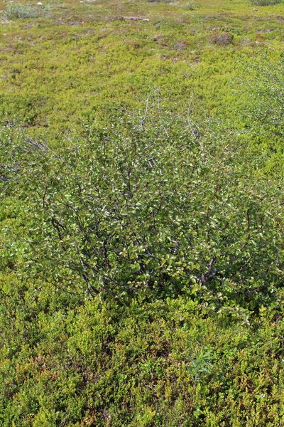 Betula intermedia, photographed by Dmitriy Bochkov