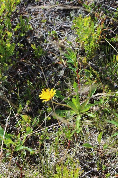 Taraxacum croceum, photographed by Dmitriy Bochkov