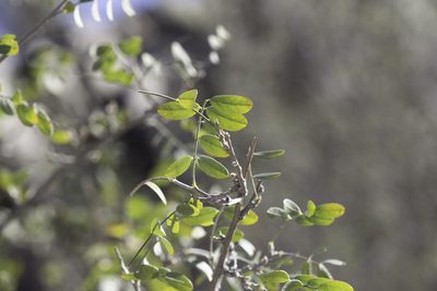 Coursetia glandulosa, photographed by Craig Martin