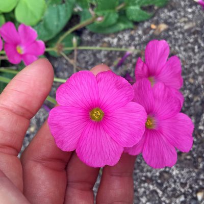 Oxalis bowiei, photographed by Kai Löhr