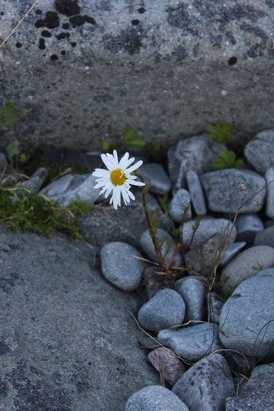 Tripleurospermum subpolare, photographed by Dmitriy Bochkov