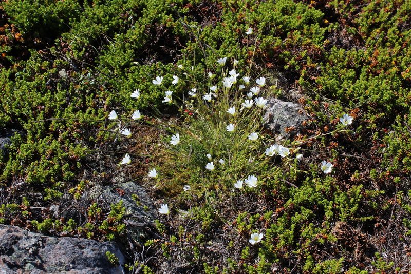 Cerastium glabratum, photographed by Dmitriy Bochkov