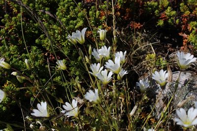 Cerastium glabratum, photographed by Dmitriy Bochkov