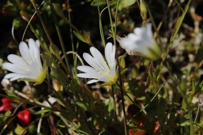 Cerastium glabratum, photographed by Dmitriy Bochkov