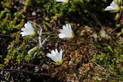 Cerastium glabratum, photographed by Dmitriy Bochkov