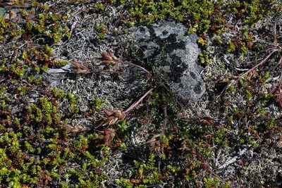Oxytropis sordida, photographed by Dmitriy Bochkov