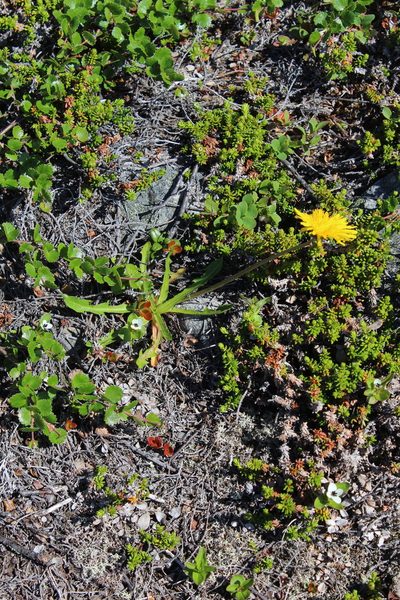 Taraxacum croceum, photographed by Dmitriy Bochkov