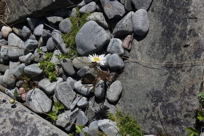 Tripleurospermum subpolare, photographed by Dmitriy Bochkov