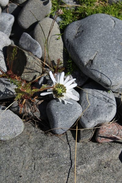 Tripleurospermum subpolare, photographed by Dmitriy Bochkov