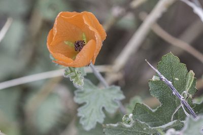Sphaeralcea laxa, photographed by Craig Martin