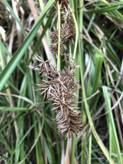 Cyperus lucidus, photographed by Greg Tasney