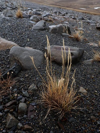 Festuca contracta, photographed by Alison Copeland