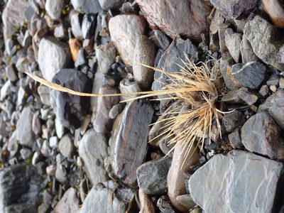 Festuca contracta, photographed by Alison Copeland