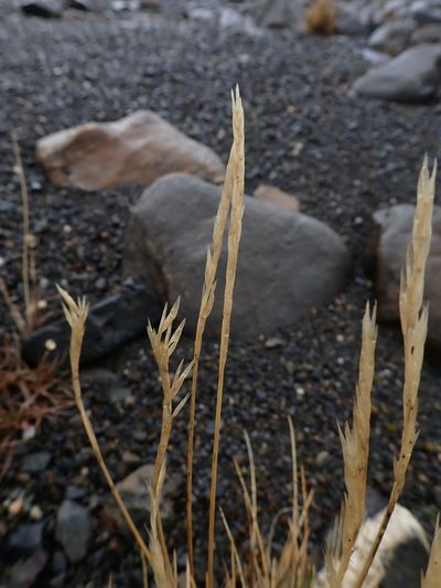 Festuca contracta, photographed by Alison Copeland