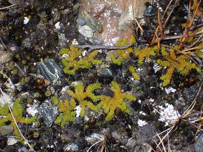 Austrolycopodium magellanicum, photographed by Alison Copeland