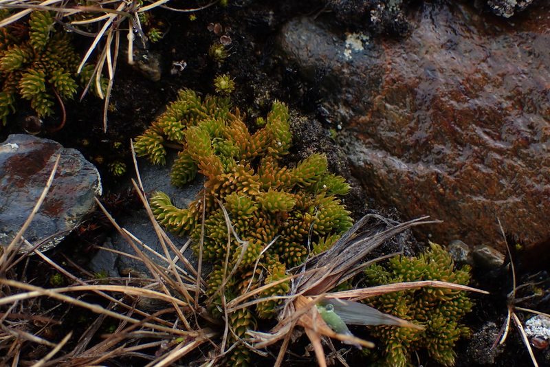 Austrolycopodium magellanicum, photographed by Alison Copeland