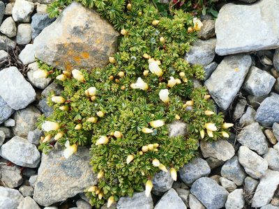 Oxalis enneaphylla, photographed by Alison Copeland