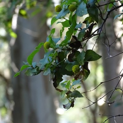 Podanthus ovatifolius, photographed by Cristian Riquelme