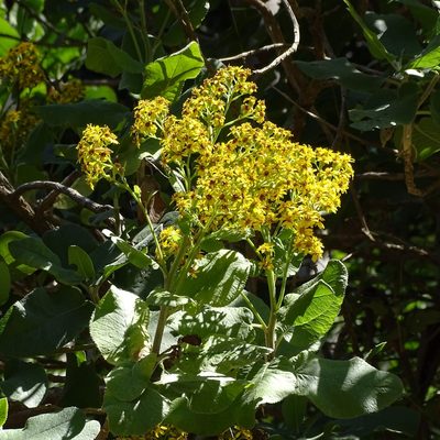 Acrisione denticulata, photographed by Cristian Riquelme