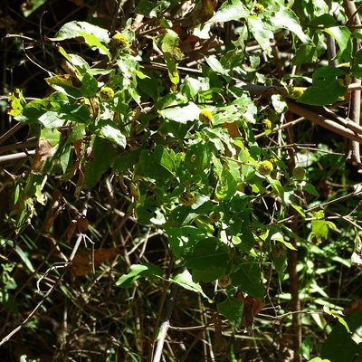 Podanthus ovatifolius, photographed by Cristian Riquelme